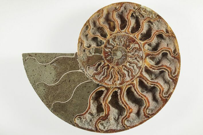 5.5" Cut & Polished Ammonite Fossil (Half) - Deep Crystal Pockets